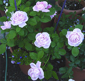 �o���l�X�E���X�`���C���h 