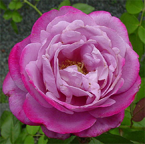 �u���[�E���o�[