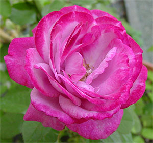 �u���[�E���o�[