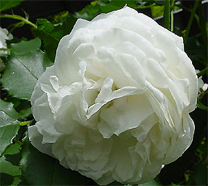 �u�[���E�h�E�l�[�W��