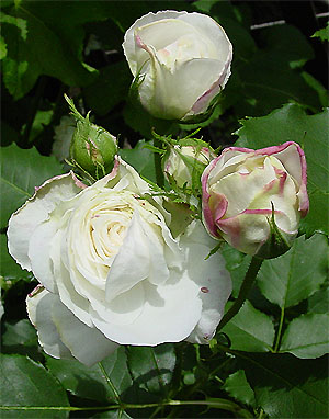 �u�[���E�h�E�l�[�W��