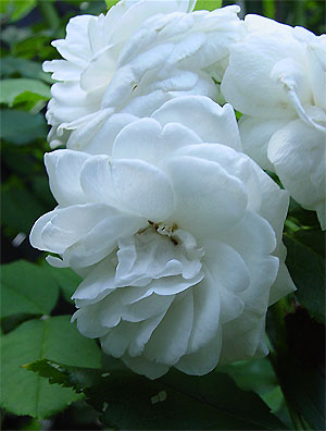 �u�[���E�h�E�l�[�W�� 