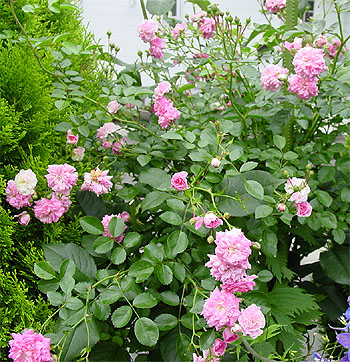 �h���V�[�E�p�[�L���X 