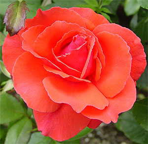 �h�D�t�g�{���P