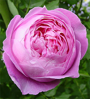 ���E���[�k�E�r�N�g���A