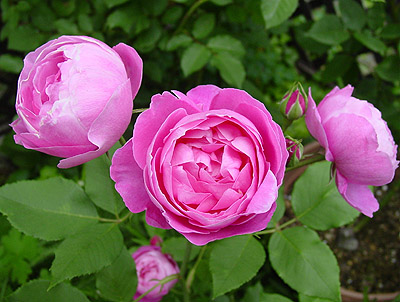 ���E���[�k�E�r�N�g���A