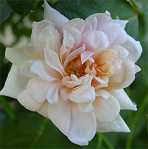 �y�����E�h�[��