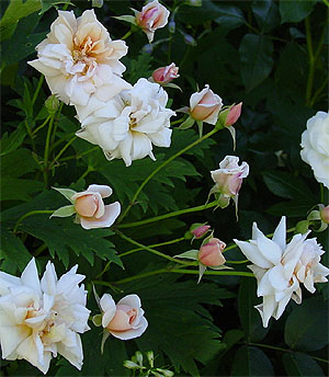 �y�����E�h�[��