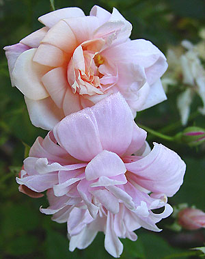 �y�����E�h�[��