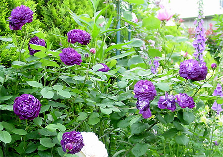 �J�[�f�B�i���E�h�E���V�������[