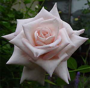 �X�g���[��