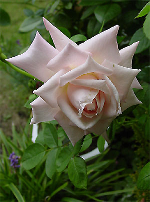 �X�g���[��