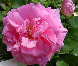 �[�t�B�����E�h���[�A��