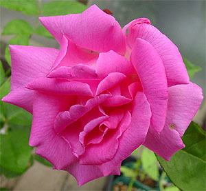 �[�t�B�����E�h���[�A��