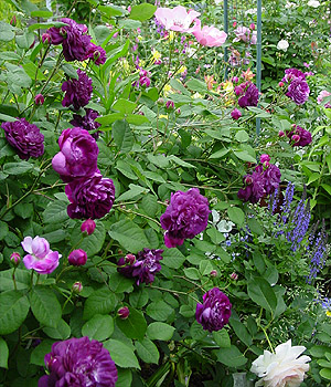 �J�[�f�B�i���E�h�E���V�������[