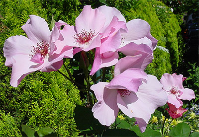 �f���e�B�E�x�X