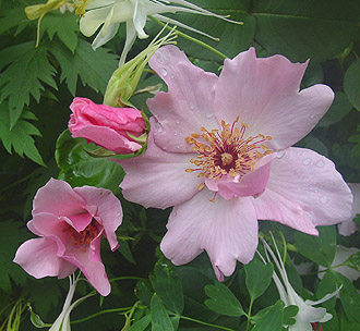 �f���e�B�E�x�X