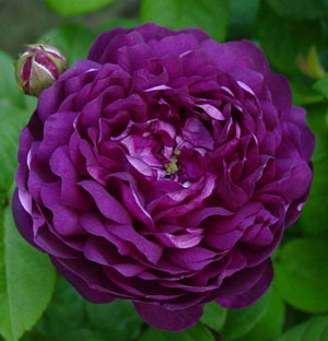 �J�[�f�B�i���E�h�E���V�������[