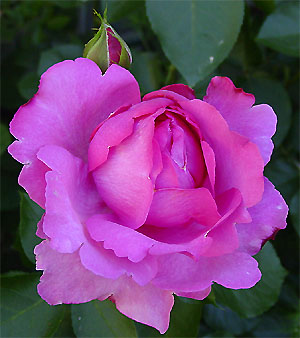 �C���E�s�A�b�`�F