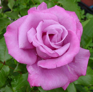 ���[���E�V���h�E