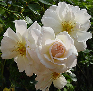 �v���X�y���e�B