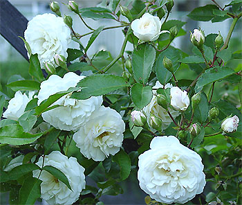 �v���X�y���e�B