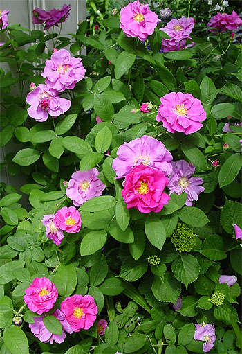 �I�t�B�V�i���X