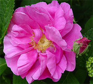 �I�t�B�V�i���X