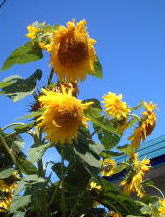 ���M�s�F��1