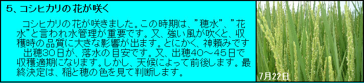 �@�R�V�q�J���̉Ԃ��炫�܂����B���̎����́A�h�䐅�h�A�h�Ԑ��h�ƌ���ꐅ�Ǘ����d�v�ł��B���A�������������ƁA���n���̕i���ɑ傫�ȉe�����o�܂��B�Ƃɂ����A�_���݂ł� 
�@�o��R�O�����A�����̖ڈ��ł��B���A�o��S�O�`�S�T���Ŏ��n�K���ɂȂ�܂��B�������A�V��ɂ���đO�サ�܂��B�ŏI����́A��ƕ�̐F�����Ĕ��f���܂��B