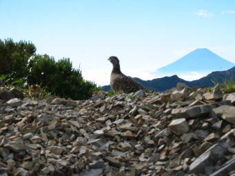 �����ƕx�m�R