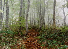 �u�i�т̒����s��