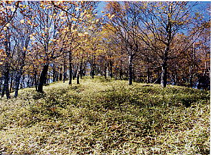 �T�T�̖΂閾�邢����