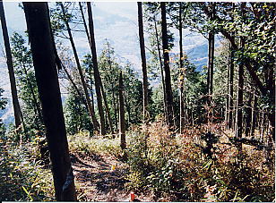 �Y���̒����݂�������