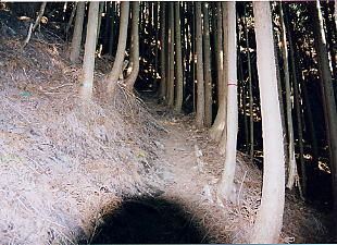 �A�ёт̓o��