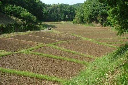 ���c�̒J�˓c