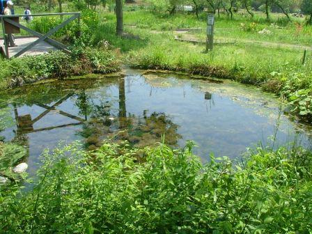 �ߌ��쌹���̐�