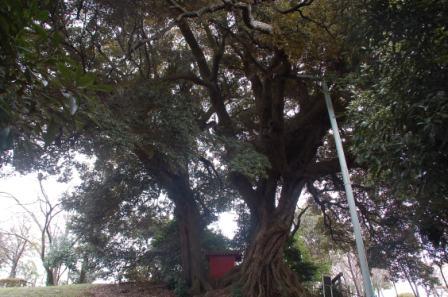 ���v�ہi�т肭�ځj�����̃V�C�̖�