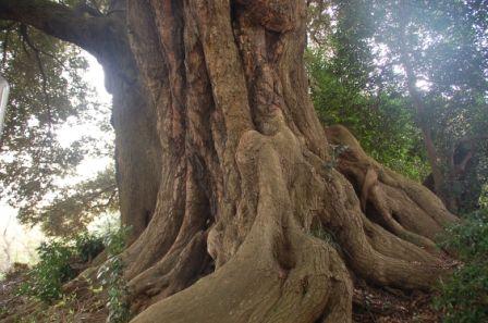 ������̗e�p