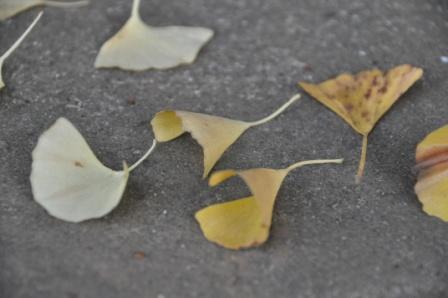 ���b�p�C�`���E