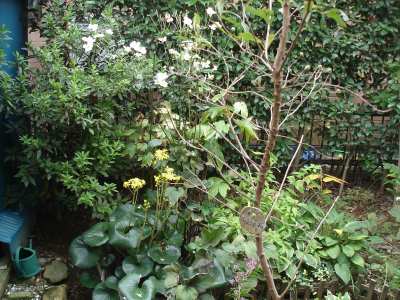 �I�I�c���u�L