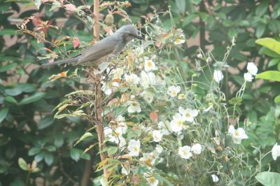 ���ĂтłȂ���q�������