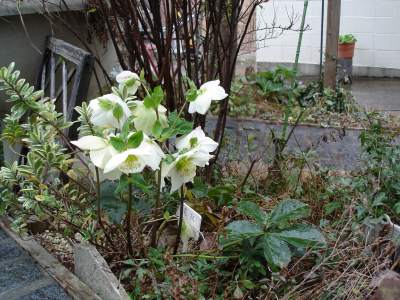 �N���X�}�X���[�Y