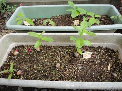 �h���O���G��