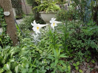 ���֐�ɍ炭�̔��S��