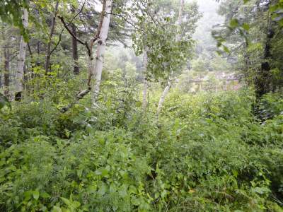 ��ƍ����̉J