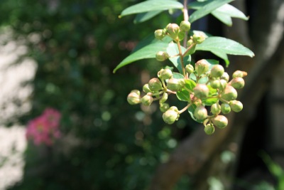 ���邷�ׂ�