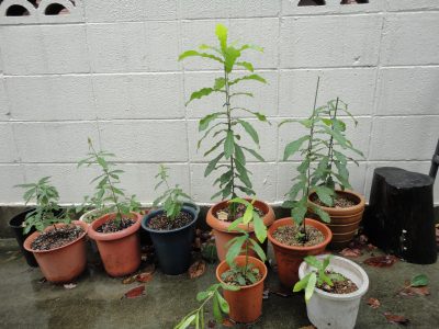 �ǂ񂮂�X�N�X�N