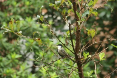 �J�ɋY���V�W���E�J��