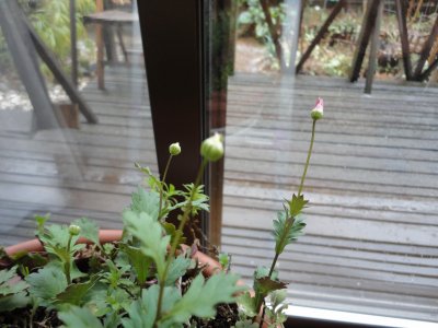 �Ԃ��炫�������E�E